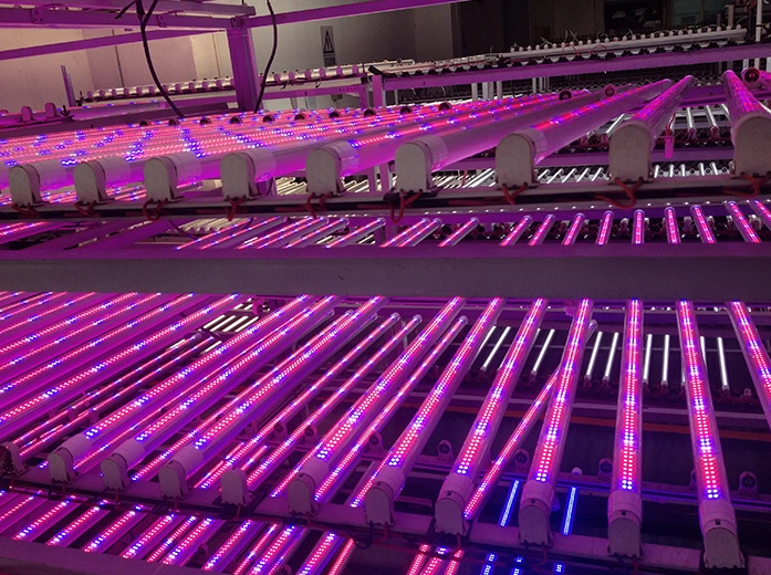 AC DC 600mm 900mm 1200mm tube led linear grow light t8 full spectrum led grow tube light 12w 24w