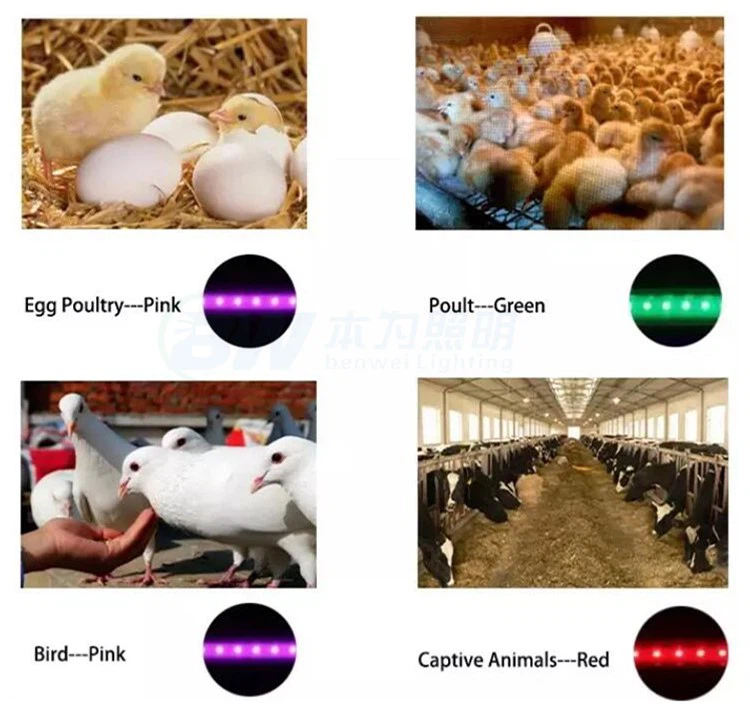 led lights for poultry house led lights for poultry house