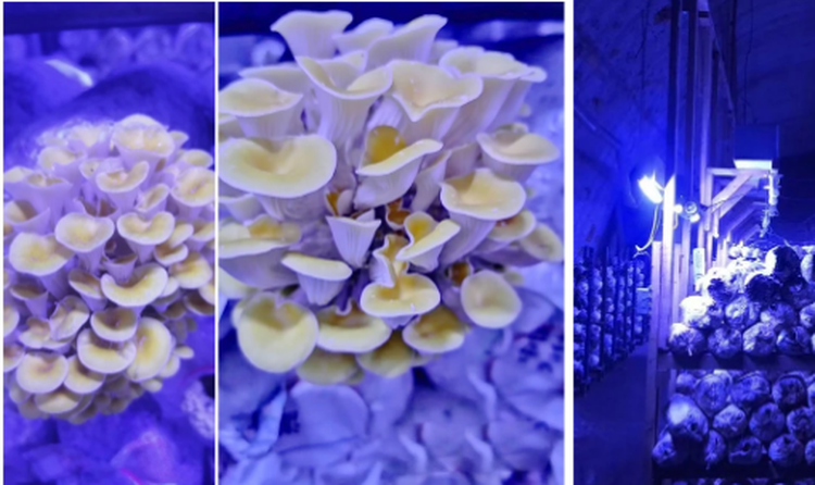 product-509-303 product-509-303