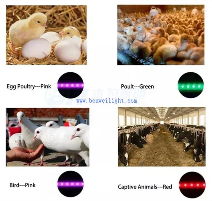 led lights for poultry house
