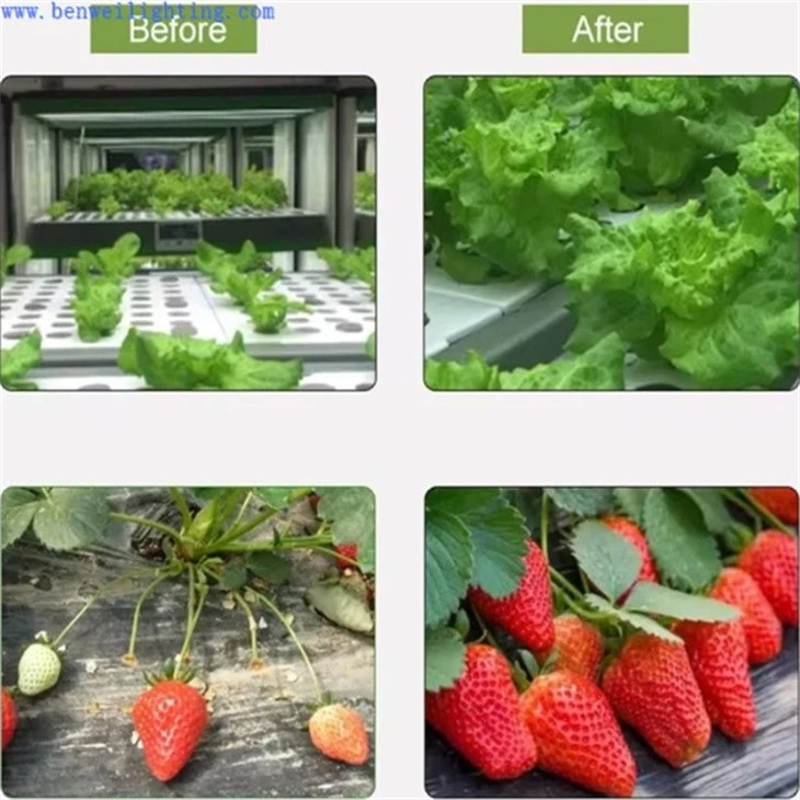 grow lights for seedlings
